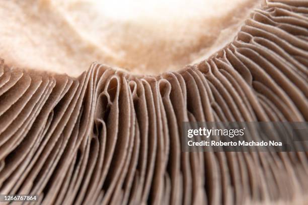 extreme close-up of a white mushroom - white mushroom stock pictures, royalty-free photos & images
