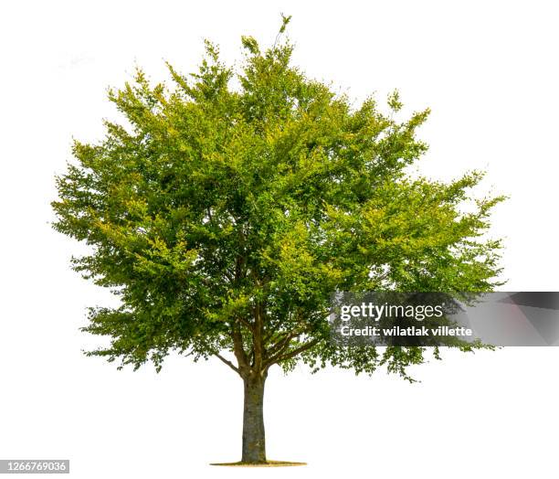 green tree on a white background. - arbres verts photos et images de collection