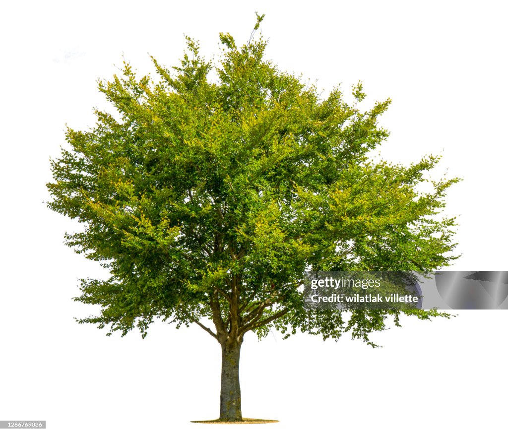 Green tree on a white background.