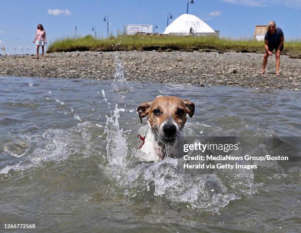 Tomas, a 4 year old Jack Russell Terrier plays in the water with his owner Kirsten Moskowitz, of Londonderry NH, near the Winthrop Public Boat ramp...