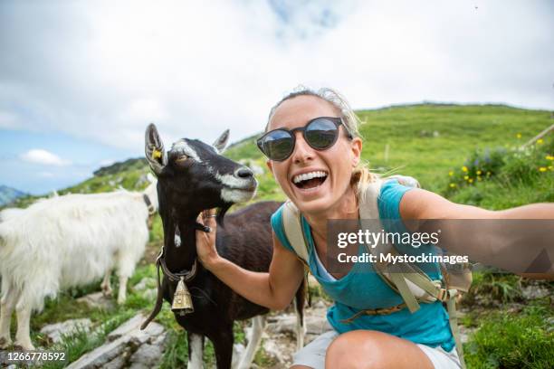 山羊自拍。 - animal selfies 個照片及圖片檔