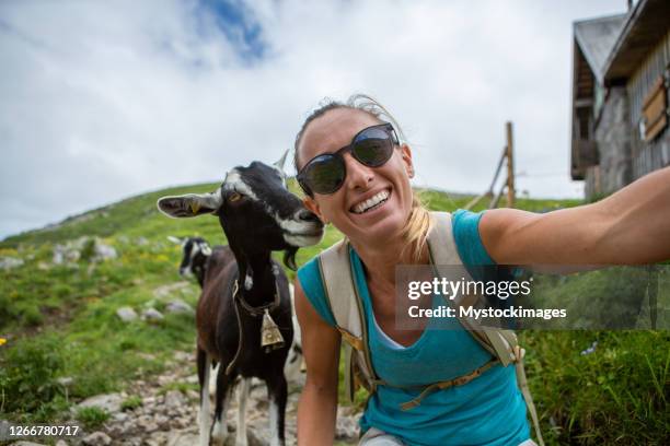 geitenselfie - alpine goat stockfoto's en -beelden