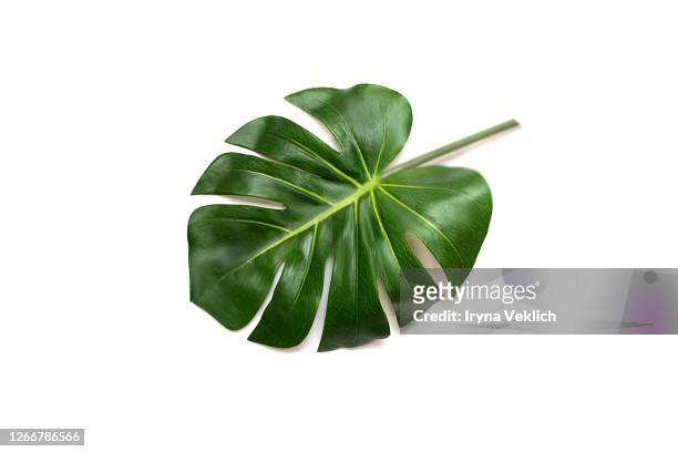 tropical leaf monstera on white background. - monstera fotografías e imágenes de stock