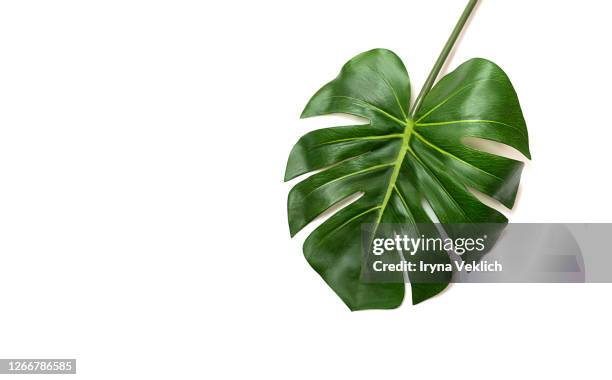 tropical leaf monstera on white background. - monstera stock-fotos und bilder