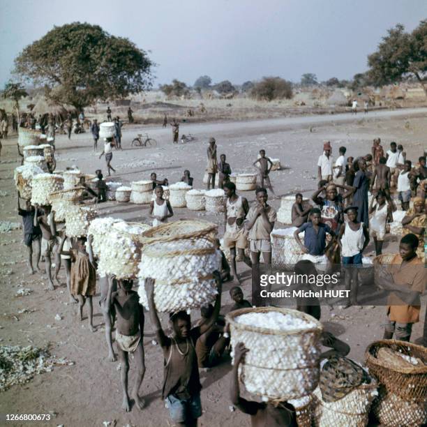 Transport de la récolte dans une plantation de coton de la province Orientale, circa 1960, République démocratique du Congo.