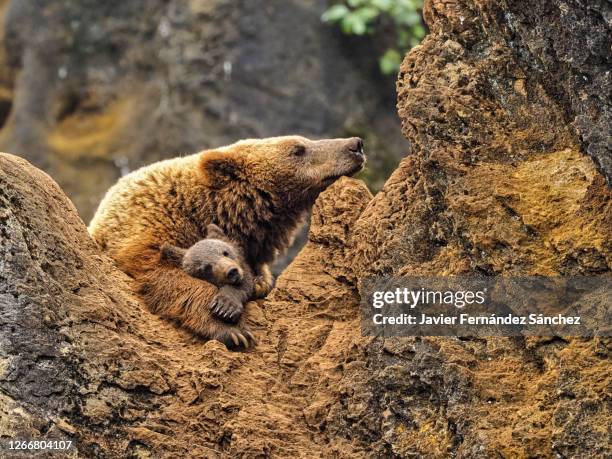 a female eurasian brown bear and her cub sleeping peacefully perched on a rock. ursus arctos. - animal family stock pictures, royalty-free photos & images