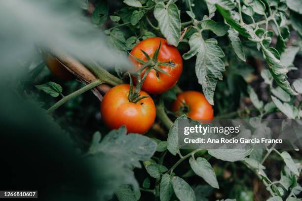 organic tomatoes growing in a field - campo di pomodori foto e immagini stock