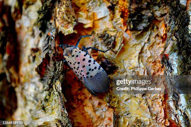 spotted lanternfly on tree trunk - spotted lanternfly stock pictures, royalty-free photos & images