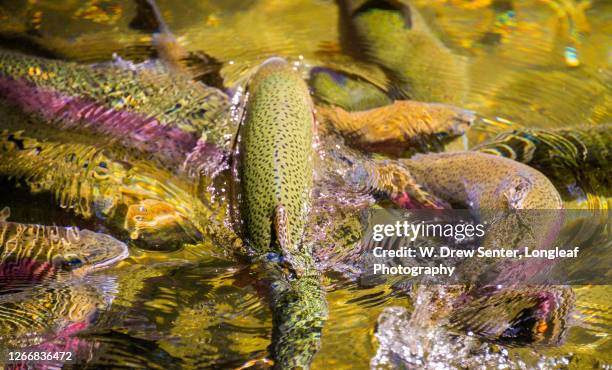 rainbow of trout - fish hatchery stock-fotos und bilder