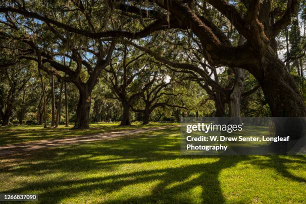 legacy oaks - hilton head stockfoto's en -beelden