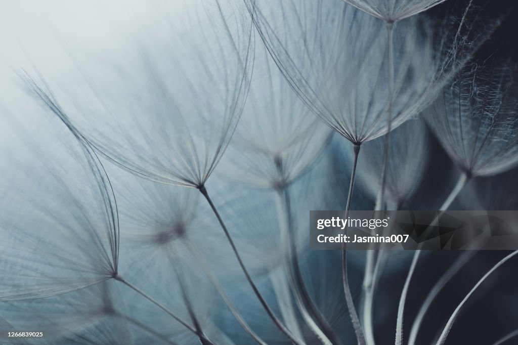 Dandelion seed