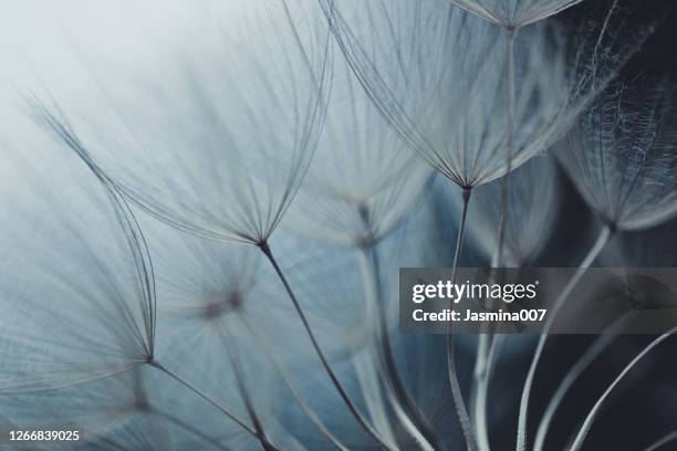 dandelion seed - close up on dandelion spores stock pictures, royalty-free photos & images