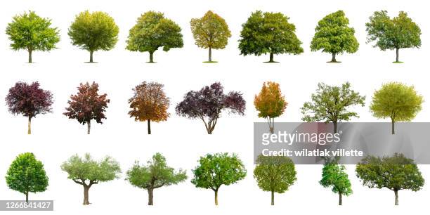 collection of various species of trees  isolated on white background. - jong boompje stockfoto's en -beelden