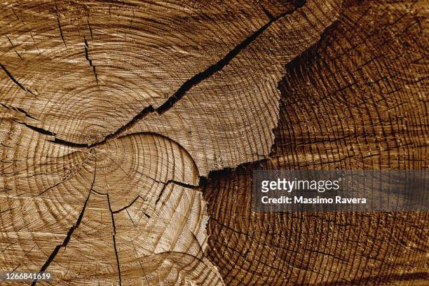 natural wood texture in cocoa tone - natur komplexität stock-fotos und bilder