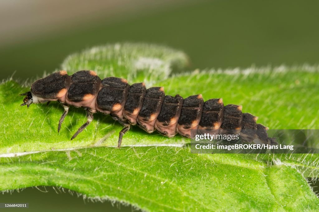 Common glow-worm (Lampyris noctiluca) Female on one leaf, Baden-Wuerttemberg, Germany