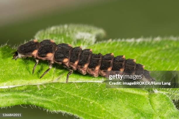 common glow-worm (lampyris noctiluca) female on one leaf, baden-wuerttemberg, germany - lampyris noctiluca stock pictures, royalty-free photos & images