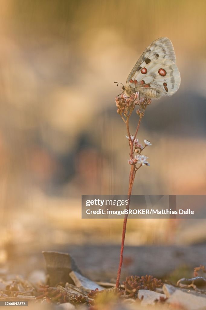 Apollo (Parnassius apollo) sitting on white stonecrop (Sedum album), Bavaria, Germany
