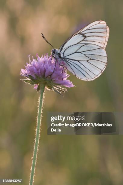 black-veined white (aporia crataegi) sits on a flowering plant, istria, croatia - groot geaderd witje stockfoto's en -beelden