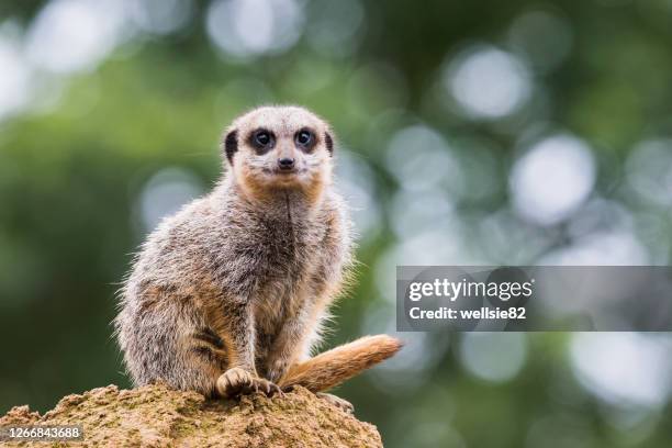 meerkat sat on a rock - remote guarding stock pictures, royalty-free photos & images