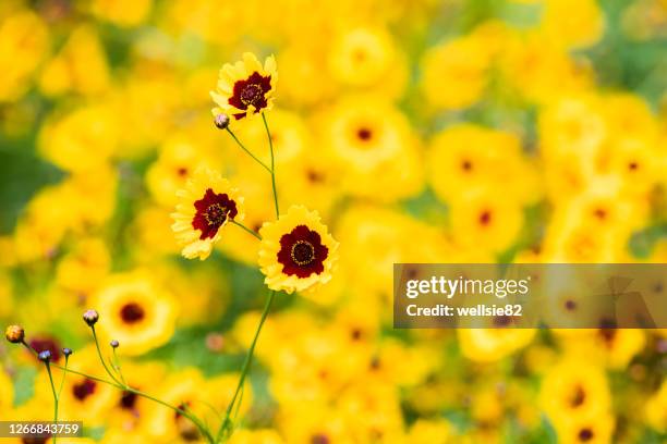 plains coreopsis out in flower - corisperma fotografías e imágenes de stock