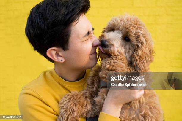 junge frau trägt gelb stehend vor der gelben wand halten ihren hund - dog licking face stock-fotos und bilder