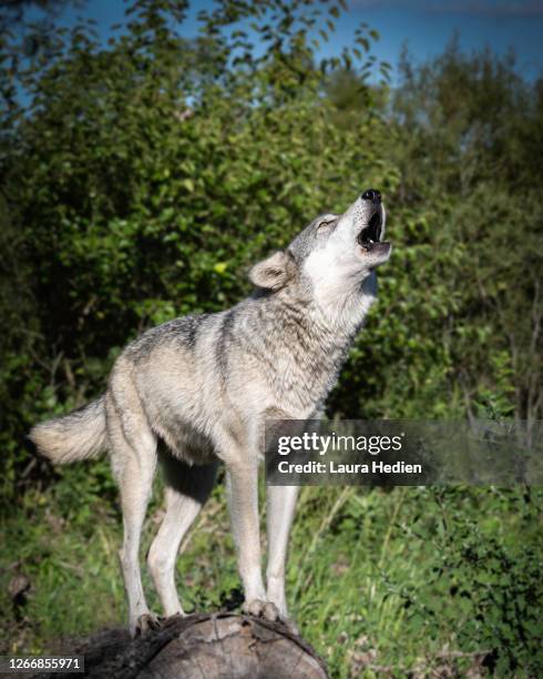 wolf howling at sunset - howling stock pictures, royalty-free photos & images