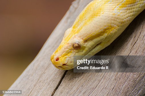 Python reticulatus snake yellow(reticulated python) Python reticulatus snake yellow(reticulated python)