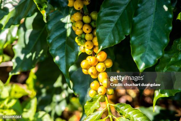 coffee bean, coffee tree, coffee fresh, coffee raw - coffee farm stock pictures, royalty-free photos & images