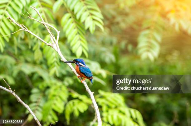 blue-eared kingfisher (alcedo meninting) the tiny beautiful blue bird - kingfisher river stock pictures, royalty-free photos & images
