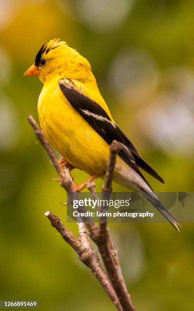 pintassilgo americano - american goldfinch - fotografias e filmes do acervo