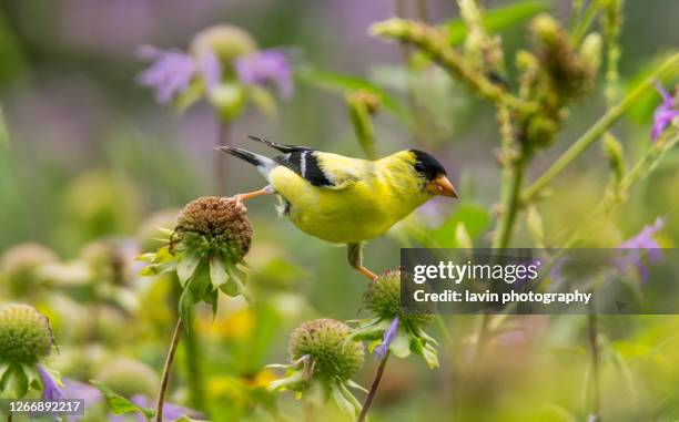 pintassilgo americano - american goldfinch - fotografias e filmes do acervo