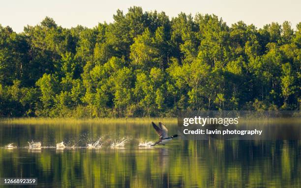 loons se preparando para decolar - minnesota - fotografias e filmes do acervo