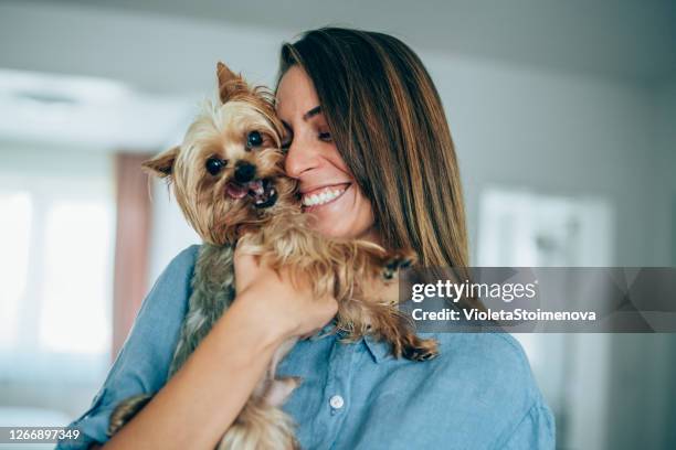 woman cuddling with her dog - yorkshire terrier playing stock pictures, royalty-free photos & images