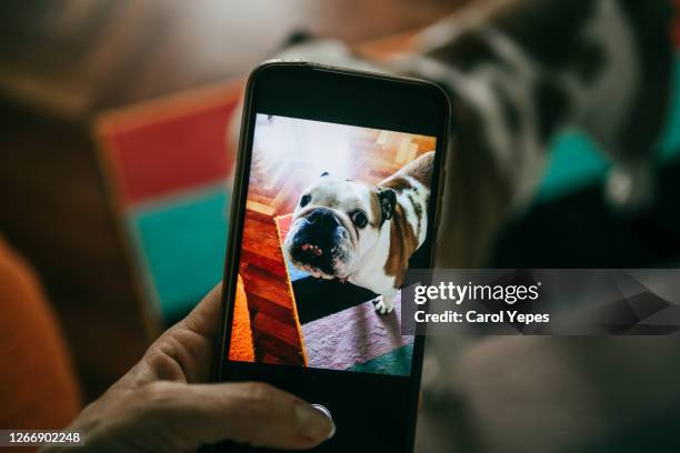 pov hand taking pictures of her english bulldog at home with smartphone - dog and human hand stock pictures, royalty-free photos & images