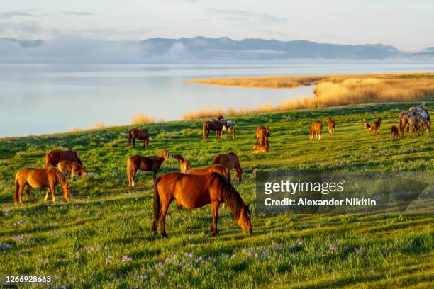 horses in the pasture in the early morning - steppe stockfoto's en -beelden