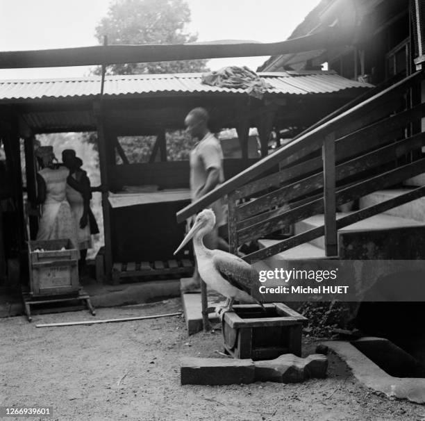 Hôpital Albert-Schweitzer à Lambaréné, circa 1950, Gabon.