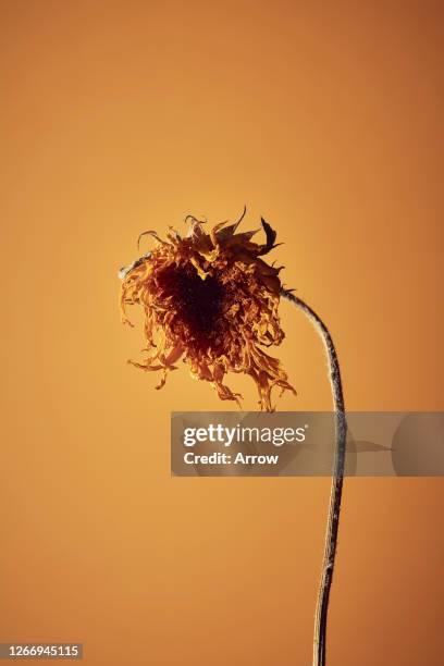 dried sunflower on yellow background - wilted plant stock pictures, royalty-free photos & images