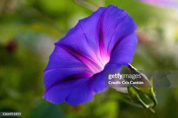 purple morning glory flower - あさがお ストックフォトと画像