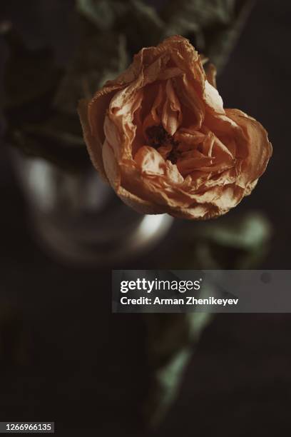 close-up view of the withered rose - glass vase black background foto e immagini stock