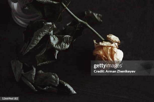 close-up view of the withered rose - glass vase black background foto e immagini stock