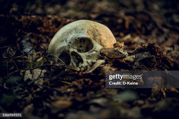 schädel - skull and crossbones stock-fotos und bilder