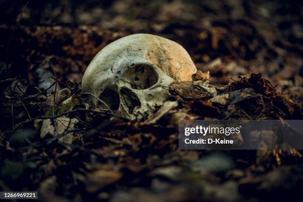 skull - cadaver stock pictures, royalty-free photos & images