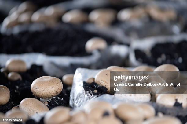 Close-up on mushroom cultivation on substrate bags on a button mushroom farm on Septembre 19, 2018 in Ruhengeri, Northern Province, Rwanda.