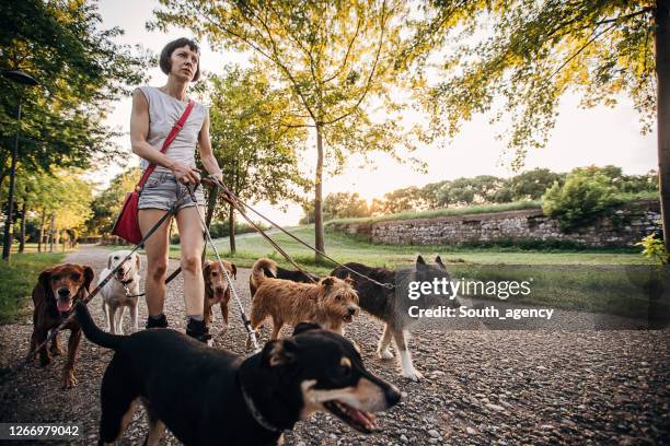 de professionele honduitlater van de vrouw met honden in park - middelgrote groep dieren stockfoto's en -beelden