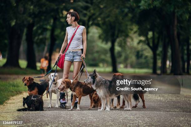 caminante de perros profesional femenino con perros en el parque - grupo mediano de animales fotografías e imágenes de stock