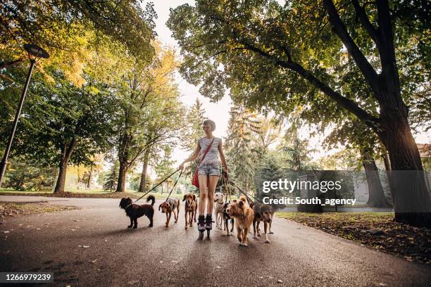 frau professionelle hundespaziergänger in park trainieren hunde - mittelgroße tiergruppe stock-fotos und bilder