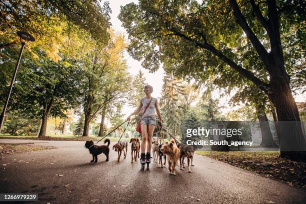 mujer caminante de perro profesional ejercitando perros en el parque - grupo mediano de animales fotografías e imágenes de stock