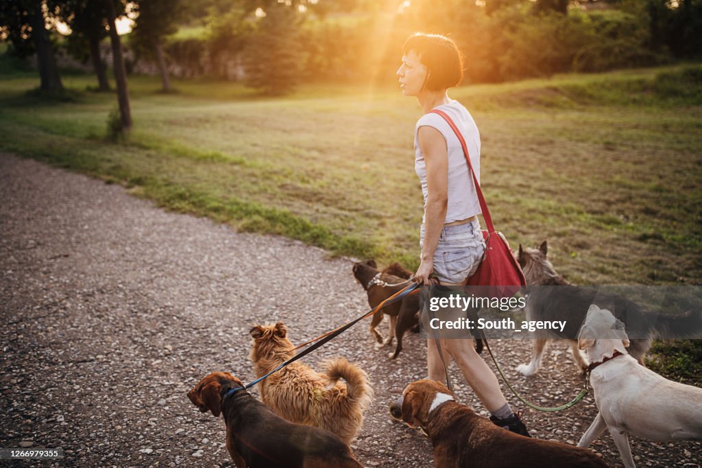 女性專業遛狗與狗在公園。