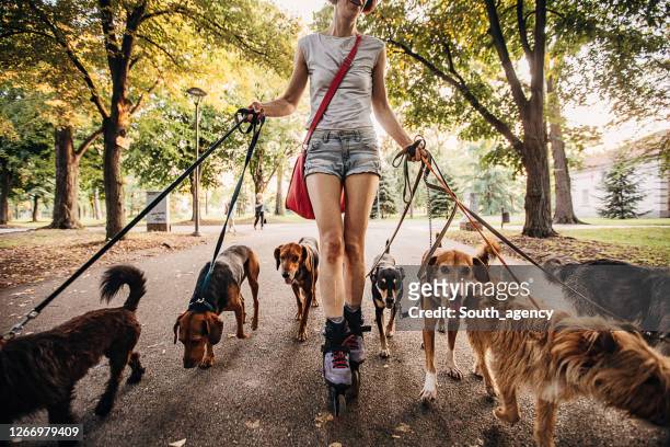 woman professional dog walker exercising dogs in park - medium group of animals stock pictures, royalty-free photos & images