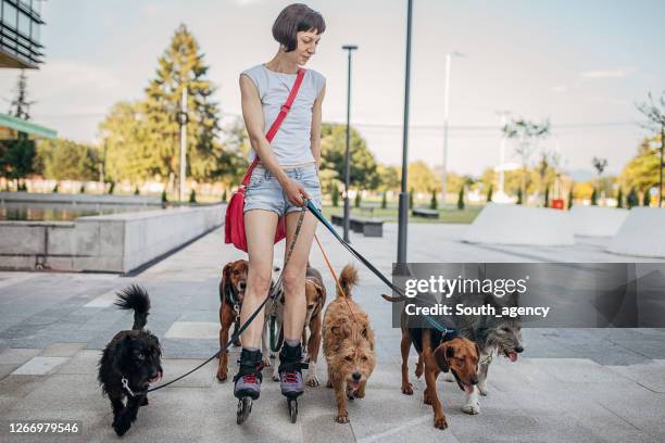 woman professional dog walker exercising dogs on the city street - medium group of animals stock pictures, royalty-free photos & images